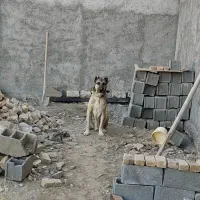 سگ نر و ماده سرابی|سگ|قرچک, ولی آباد|دیوار