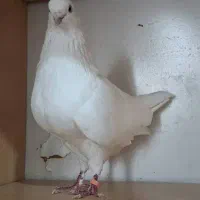 کبوتر پرشی ارزشمند