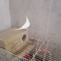 عروس هلندی نر|پرنده|میناب, |دیوار