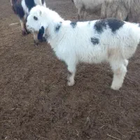 فروش بره ی نر بزرگ