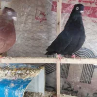 کبوترقیل و سرخ چشم و نوک سفید|پرنده|شهرضا, |دیوار