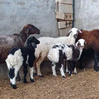 میش وبره شیرا
