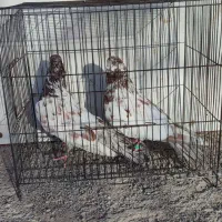 کبوتر فروشی