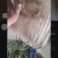 سبوس‌برنج‌دامی