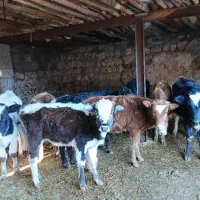 ۱۰راس گوساله دو رگه|حیوانات مزرعه|چرداول, |دیوار