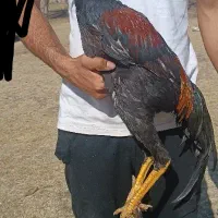 جوجه خروس لاری|حیوانات مزرعه|رشت, دیانتی|دیوار