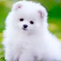 یک سگ پیداشده