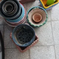 فروش گل و گلدان|گل و گیاه طبیعی|شاهرود, |دیوار