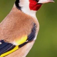 سهره دهن دار خوش آواز