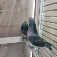 پرشی کاشونی