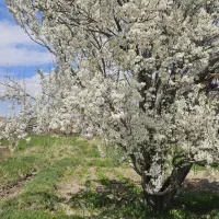 باغ ویلایی با موقعیت خیلی خوب