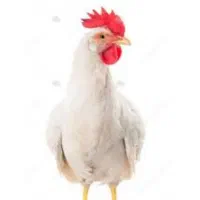 مرغ ارگانیک بدون آمپول