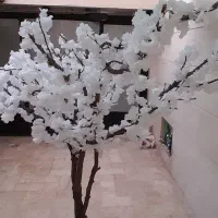 درختچه بهاری  با درخت طبیعی محکم وزیبا