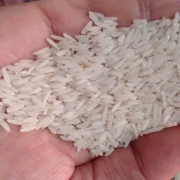 برنج هاشمی سورتینگ شده