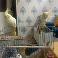 فروش یک جفت  عروس هلندی نر و ماده با دو عدد جوجه