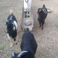 بزغاله نرسفت چاق