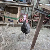 معاضه بوقلمون