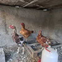 خروس لاری|حیوانات مزرعه|مشهد, منزل آباد|دیوار