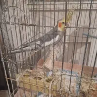 عروس طوطی مولد