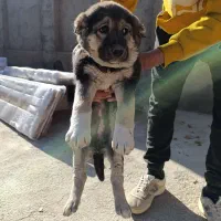 واگذاری توله سگ|سگ|تهران, خانی‌آباد|دیوار