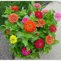 بذرگل های فصلی|گل و گیاه طبیعی|کرمان, |دیوار