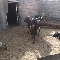 انواع بز نژاد دار