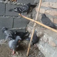 کبوتر مسافتی جوجه