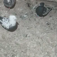 کبوتر پرشی|پرنده|تاکستان, |دیوار