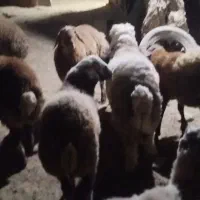 فروش9عدد بره زنده چاق اما کاملا ارگانیک و طبیعی