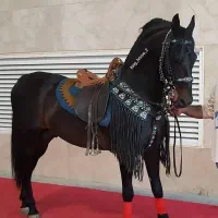 خرید فروش اسب پالانی