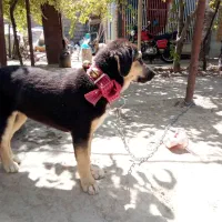 توله دورگ پژدر سرابی|سگ|قوچان, |دیوار