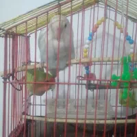 طوطی کوتوله برزیلی