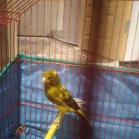 پرنده قناری|پرنده|کبودرآهنگ, |دیوار