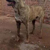 سگ گم شده|حیوانات|چترود, |دیوار