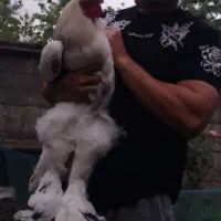 یک جفت جوجه برهما پنجاه روزه اصیل
