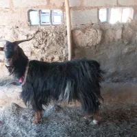 بز ماده|حیوانات مزرعه|اهواز, اسلام آباد شرقی|دیوار