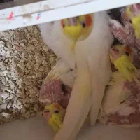 جوجه عروس هلندی