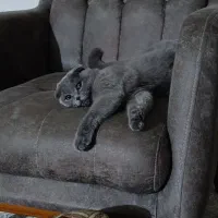 اسکاتیش بلو دبل فولد ماده