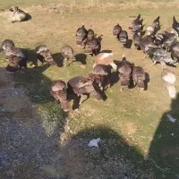 بوقلمون نر ماده