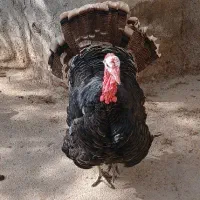 بوقلمون نر جوان