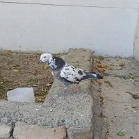 کبوتر پرشی