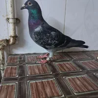 نر پلاکی گرفتنی