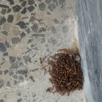 سم پاشی موریانه زدایی آریاگستر،(حسنوند) تضمینی|خدمات نظافت|خرم‌آباد, |دیوار