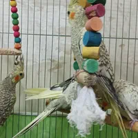 جوجه عروس دوماهه دستی و زیبا|پرنده|اصفهان, باغ فردوس|دیوار