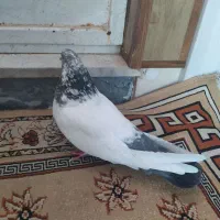 کبوتر|حیوانات|همدان, |دیوار