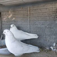 کفتر مایه  خال قدیم  گنجه بر|پرنده|تهران, تهرانپارس شرقی|دیوار