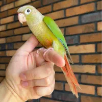 گرینچیک، رنگِ سینامون (دارچینی)