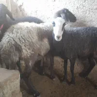 ۱۵۵۰۰۰۰۰|حیوانات مزرعه|گرمسار, |دیوار