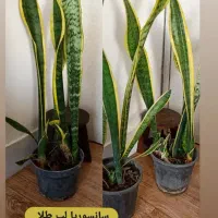 گل سانسوریا|گل و گیاه طبیعی|خواف, |دیوار