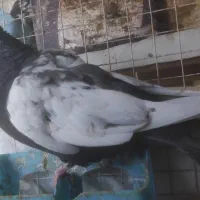 کبوتر سینه مشکی